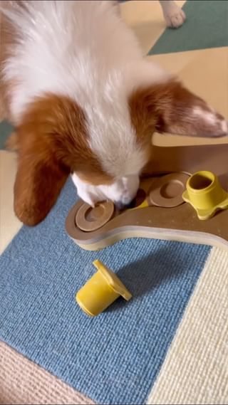 Photo by corgilatte123