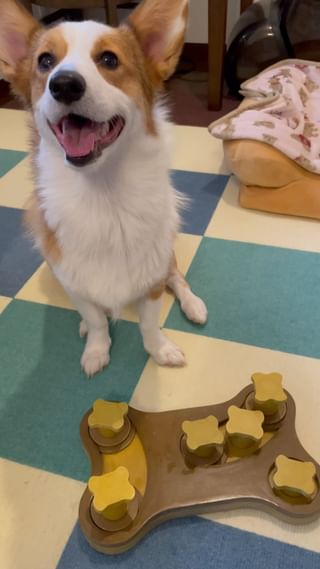 Photo by corgilatte123