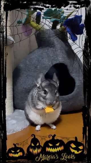 Photo by m.chinchilla_lover