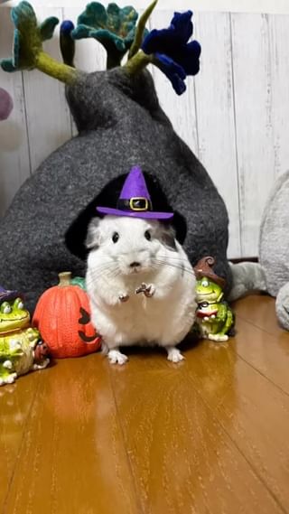 Photo by m.chinchilla_lover