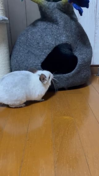 Photo by m.chinchilla_lover