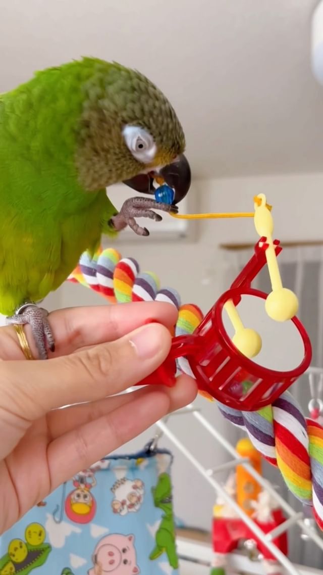 Photo by lucas_dusky_conure