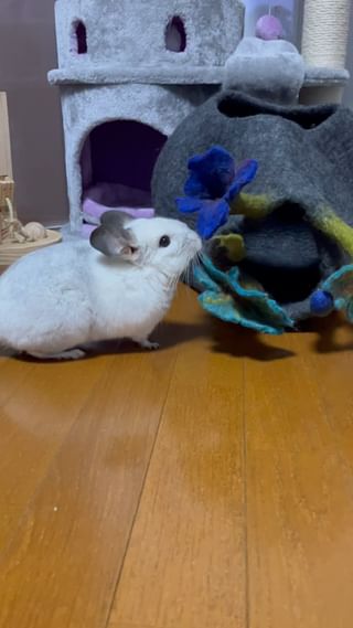 Photo by m.chinchilla_lover