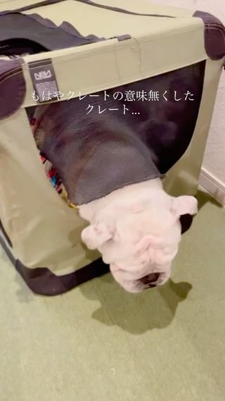 Photo by bulldog.ippei.genpachi