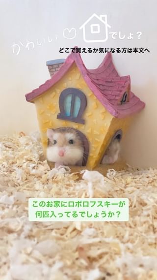 Photo by ham.ham.hamster2428