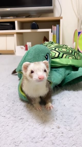 Photo by kinaco_ferret