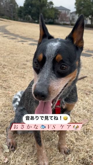 Photo by travel_dog_acd_kea