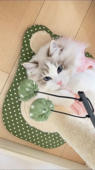 Photo by cat_marie0526