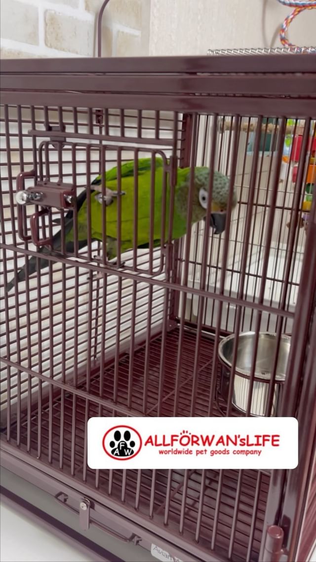 Photo by lucas_dusky_conure