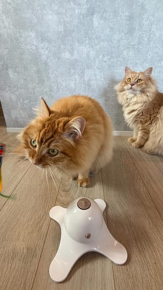 電動おもちゃ 猫じゃらし 蝶 | ニトリネット【公式】 家具・インテリア通販