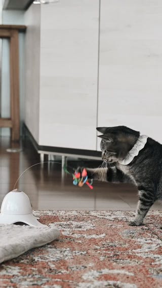 電動おもちゃ 猫じゃらし 蝶 | ニトリネット【公式】 家具・インテリア通販