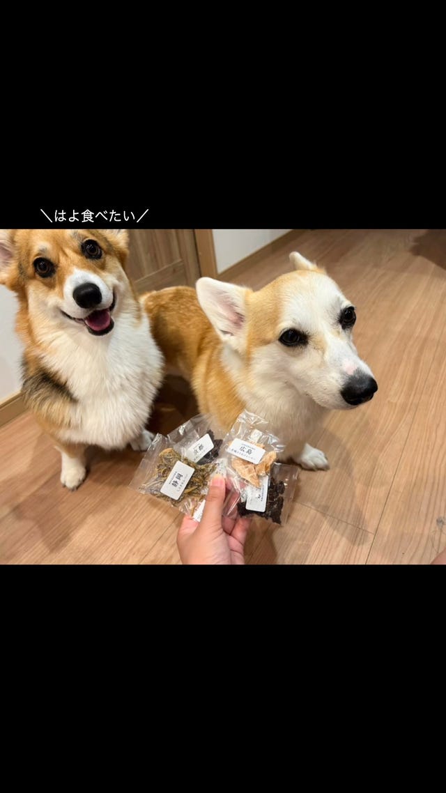 Photo by corgi.cream