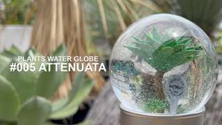 DULTON ONLINE SHOP | PLANTS WATER GLOBE ATTENUATA(#005 ATTENUATA