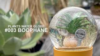 DULTON ONLINE SHOP | PLANTS WATER GLOBE BOOPHANE(#003 BOOPHANE