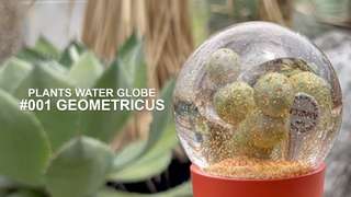 DULTON ONLINE SHOP | PLANTS WATER GLOBE GEOMETRICUS(#001